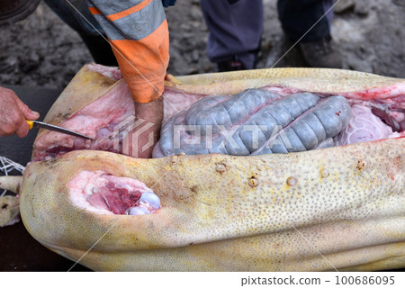 Slaughterman cutting off the chitterlings of a pig Slaughterman cutting off the chitterlings of a pig 100686095