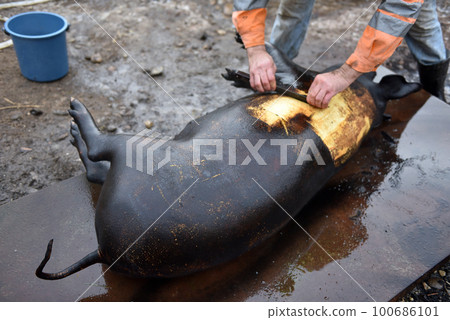 Slaughter remove the hair of the pig with a knife 100686101