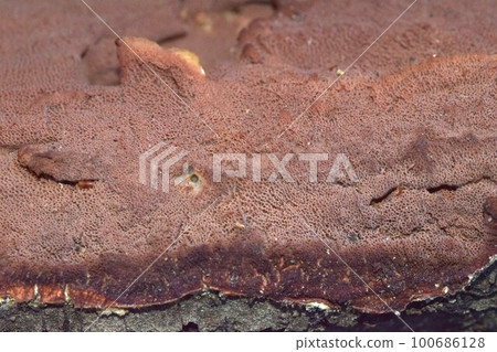 mushroom? Fungi Aggregate mushroom? Fungi Aggregate 100686128