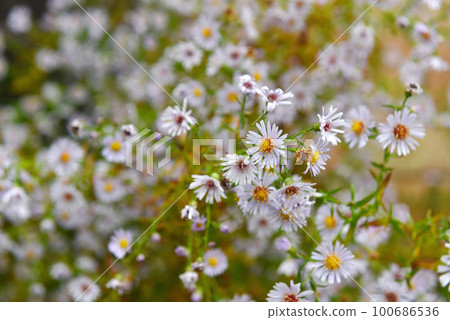 Bunch of small white summer flowers 100686536