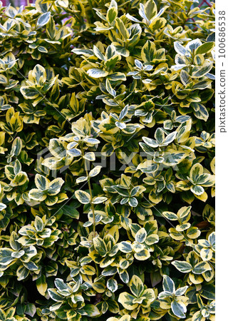 Green and yellow leaves texture, abstract background 100686538