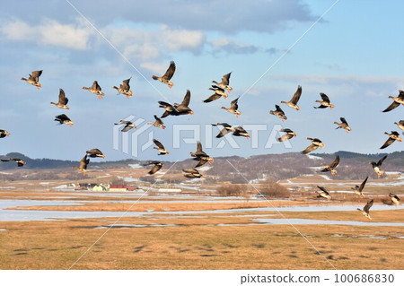 Greater white-fronted geese flying in the grasslands of lingering snow Photo material March [shooting location: Teshio-cho, Hokkaido] 100686830