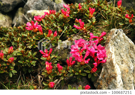 Rhododendron flowers blooming in spring Rhododendron flowers blooming in spring 100687251