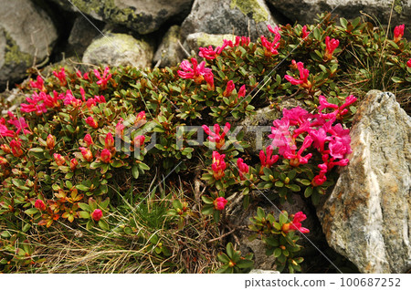 Rhododendron flowers Rhododendron flowers 100687252