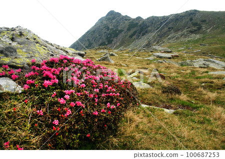 Rhododendron flowers blooming in spring Rhododendron flowers blooming in spring 100687253