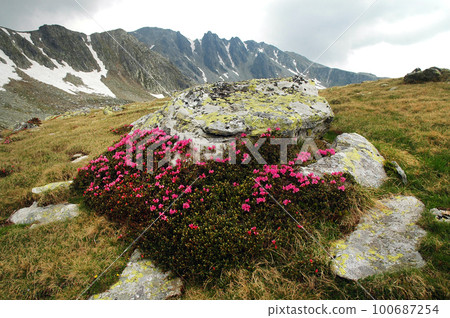 Rhododendron flowers blooming in spring 100687254