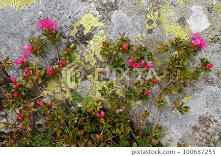 Rhododendron flowers blooming in spring Rhododendron flowers blooming in spring 100687255