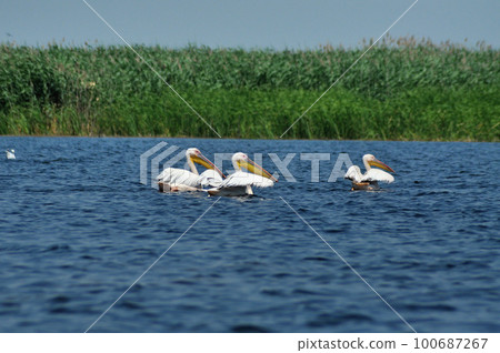 Great white peilcans (Pelecanus onocrotalus) in the Danube delta Great white peilcans (Pelecanus onocrotalus) in the Danube delta 100687267