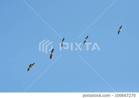 Great white peilcans (Pelecanus onocrotalus) flying in the Danube delta Great white peilcans (Pelecanus onocrotalus) flying in the Danube delta 100687270