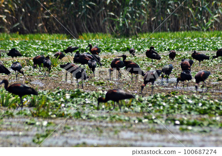 Flock of ibis birds (Plegadis falcinellus) in the Danube delta Flock of ibis birds (Plegadis falcinellus) in the Danube delta 100687274