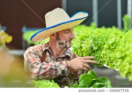 Organic farmer harvesting green oak lettuce in greenhouse. Hydroponic plant harvest and healthy organic food concept Organic farmer harvesting green oak lettuce in greenhouse. Hydroponic plant harvest and healthy organic food concept 100687556