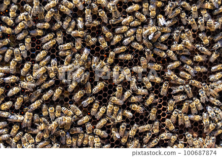 Abstract hexagon structure is honeycomb from bee hive filled Abstract hexagon structure is honeycomb from bee hive filled 100687874