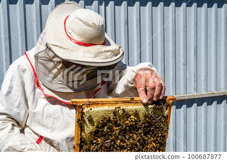 Winged bee slowly flies to beekeeper collect nectar on private apiary 100687877