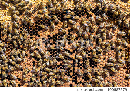 Abstract hexagon structure is honeycomb from bee hive filled Abstract hexagon structure is honeycomb from bee hive filled 100687879