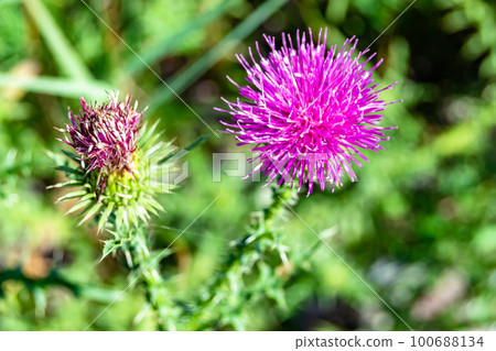 Beautiful growing flower root burdock thistle on background meadow 100688134