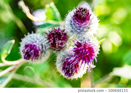 Beautiful growing flower root burdock thistle on background meadow 100688155