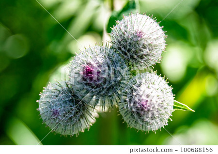 Beautiful growing flower root burdock thistle on background meadow Beautiful growing flower root burdock thistle on background meadow 100688156