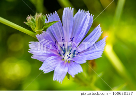 Beauty wild growing flower chicory ordinary on background meadow Beauty wild growing flower chicory ordinary on background meadow 100688157