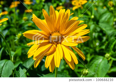 Fine wild growing flower aster false sunflower on background meadow 100688210