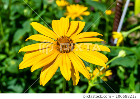 Fine wild growing flower aster false sunflower on background meadow 100688212