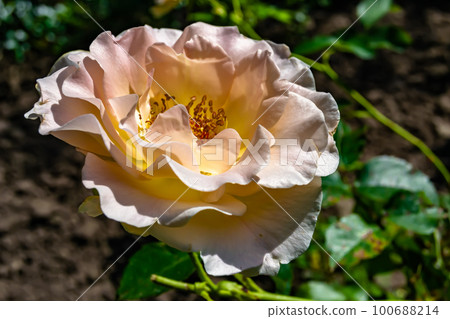 Photography on theme beautiful wild growing flower rose 100688214