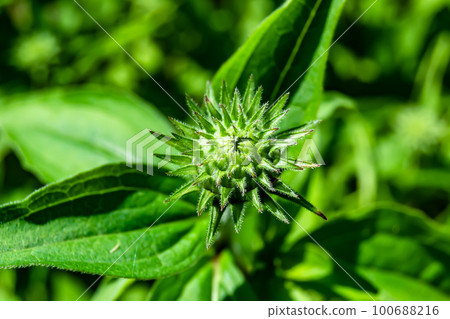 Fine wild growing flower aster false sunflower on background meadow 100688216