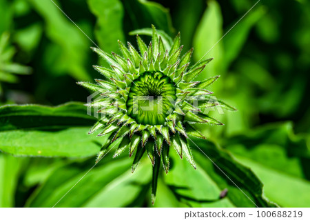 Fine wild growing flower aster false sunflower on background meadow 100688219