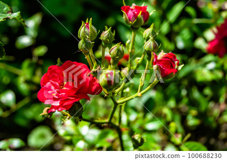 Photography on theme beautiful wild growing flower rose 100688230