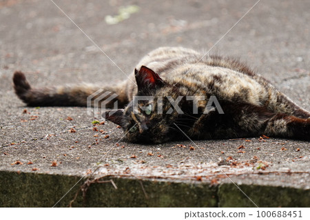 Sakura cat's rust-patterned female and black cat female watch the cherry blossoms in full bloom 100688451