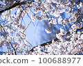 Dead brown cherry tree 100688977