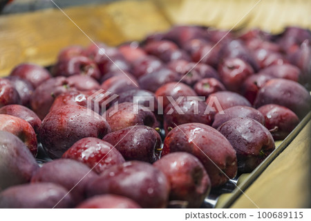 apples on automatic picking line apples on automatic picking line 100689115