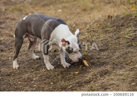 pit bull puppy playing on the playground pit bull puppy playing on the playground 100689116