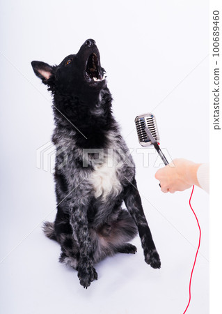 Mudi dog with microphone on white studio background 100689460