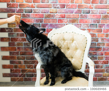 Man holds the dog's paw with love feeding mudi dog. On a brick background 100689466