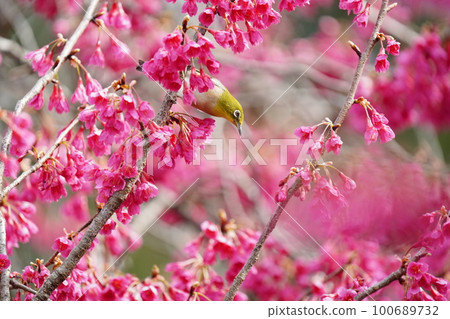 A Japanese white-eye eating nectar from a downward-blooming Kanhizakura with its face covered in pollen 100689732