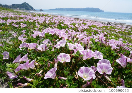 Minamiboso Nammuya Beach in early summer when bindweed blooms Ver3 100690033