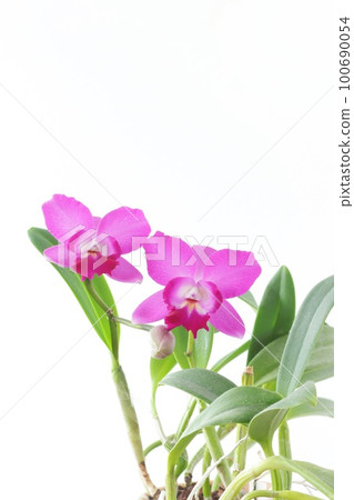 Cattleya pink flower mini purple little princess bright background Cattleya pink flower mini purple little princess bright background 100690054