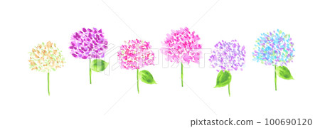 水彩。帶有水彩筆觸的繡球花矢量圖解。繡球花水彩框架。繡球花水彩背景材料。 100690120