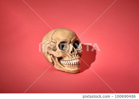 Realistic model of a human skull with teeth and shadow on a red background. Medical science or Halloween horror concept. 100690486