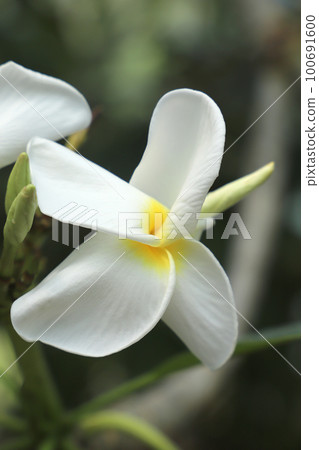 White plumeria 100691600