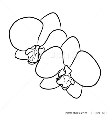 Two beautiful orchid flowers. Contour drawing, line art 100691818
