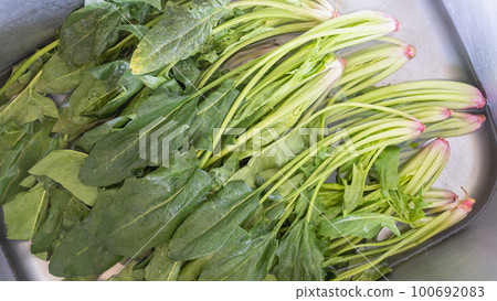 通過將枯萎的菠菜暴露在水中來恢復它的圖像 通過將枯萎的菠菜暴露在水中來恢復它的圖像 100692083