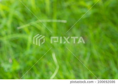 Abstract green grass close up blur background Abstract green grass close up blur background 100692086