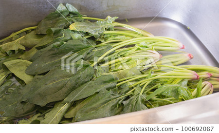 通過將枯萎的菠菜暴露在水中來恢復它的圖像 100692087