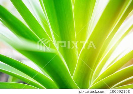 fresh green leaf texture natural abstract background close up with copy space fresh green leaf texture natural abstract background close up with copy space 100692108