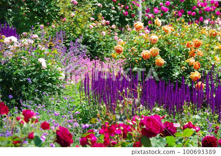 Garden image 100693389