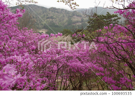 Tenpaku Rhododendron colony 100693535