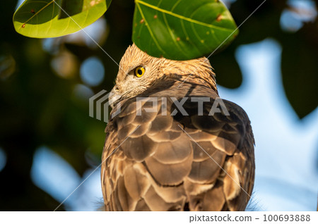 changeable or crested hawk eagle or nisaetus cirrhatus extreme closeup with feather details perched on tree in natural green background jim corbett national park forest reserve uttarakhand india asia 100693888
