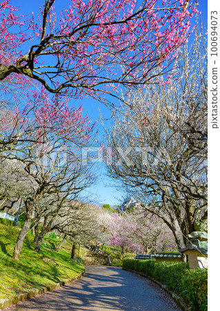 靜岡縣熱海市熱海梅園 100694073