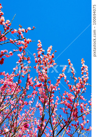 靜岡縣熱海市熱海梅園 100694075